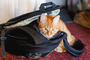 Orange cat in black bag.