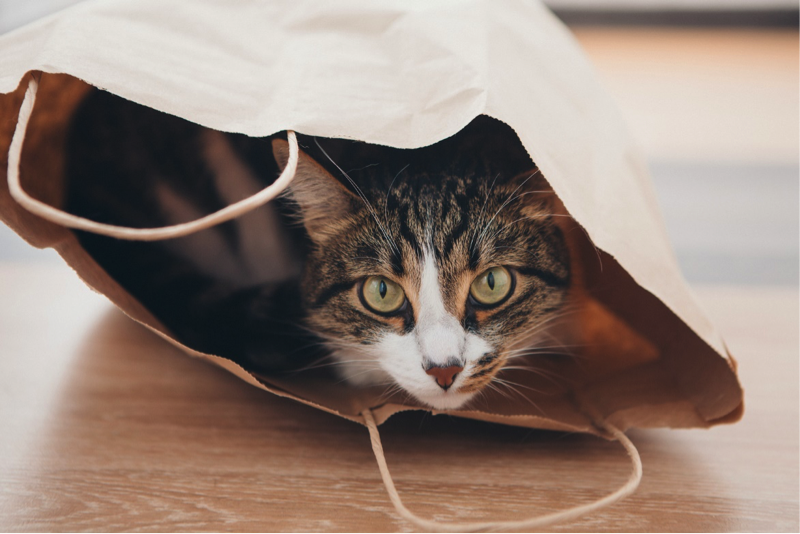 Cat in a brown paper bag.