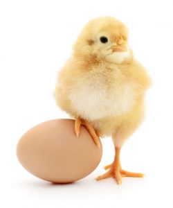 Chick next to an egg