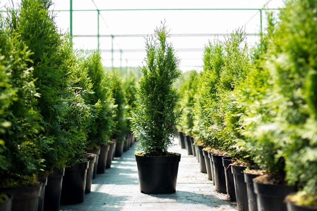 rows of trees in pots