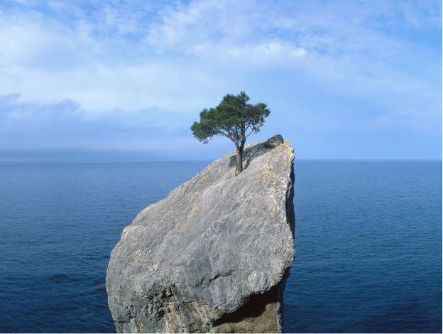 tree growing from a rock