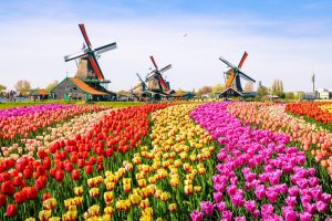holland-tulips