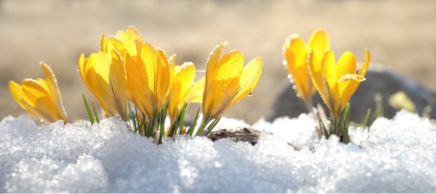 flower blooms in the snow