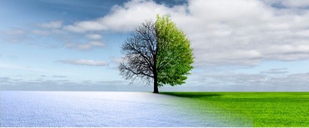 winter and summer tree view