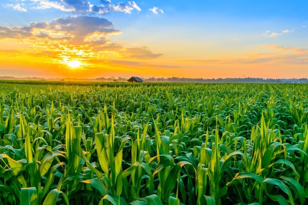 corn field with barn