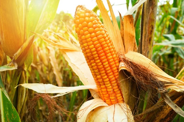 corn on its stalk