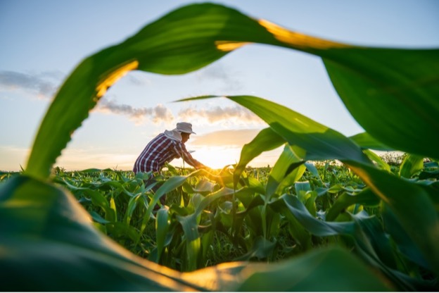 farmer looking at his corn